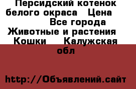 Персидский котенок белого окраса › Цена ­ 35 000 - Все города Животные и растения » Кошки   . Калужская обл.